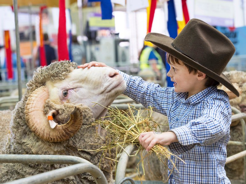 University Meat The Journey from Paddock to Plate