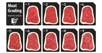 University Meat | Understanding Meat Grading